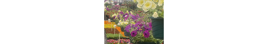 Bay Plant Sale Lists and Prices